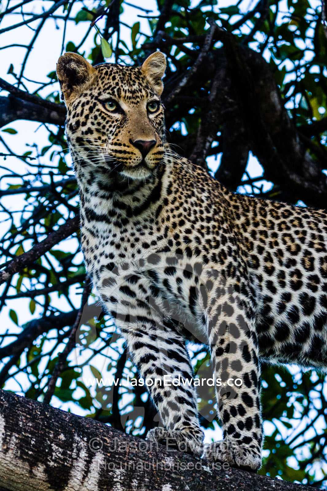 An African leopard stares intently at animals grazing on the savannah plain from its roost on a tree branch. Maasai Mara National Reserve, Narok County, Kenya.
