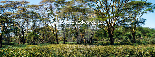 A stand of yellow bark acacia surrounded by tall grasses on the shore of Lake Naivasha. Lake Naivasha, Nakuru County, Great Rift Valley, Kenya.