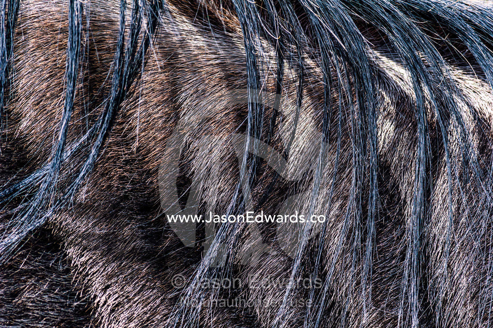 The wispy mane hairs of a blue wildebeest hang across its shoulder. Ngorongoro Crater, Ngorongoro Conservation Area, Ngorongoro District, Tanzania, Africa.