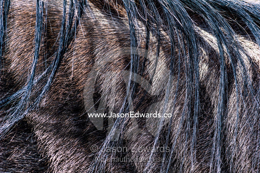The wispy mane hairs of a blue wildebeest hang across its shoulder. Ngorongoro Crater, Ngorongoro Conservation Area, Ngorongoro District, Tanzania, Africa.