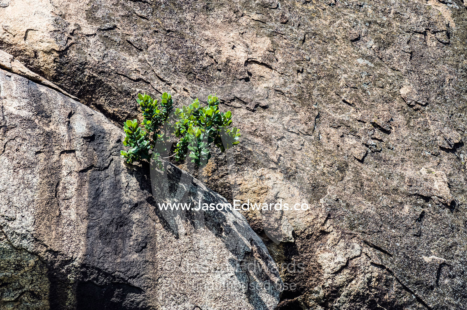 A small rock fig clings to a crack in the sheer wall of a granite kopje outcrop. Arusha, Nasera Rock, Angata Kiti Valley, Ngorongoro Conservation Area, Crater Highlands, Tanzania.