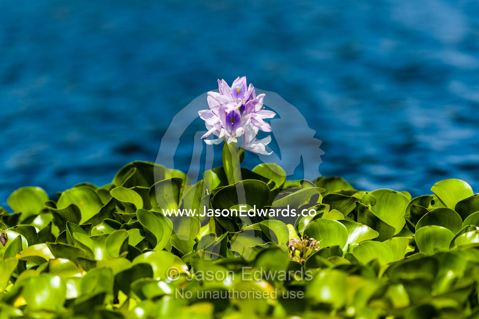 A bright purple flower stands above the dense mat of invasive water hyacinth choking the surface of a freshwater lake. Lake Naivasha, Nakuru County, Great Rift Valley, Kenya.