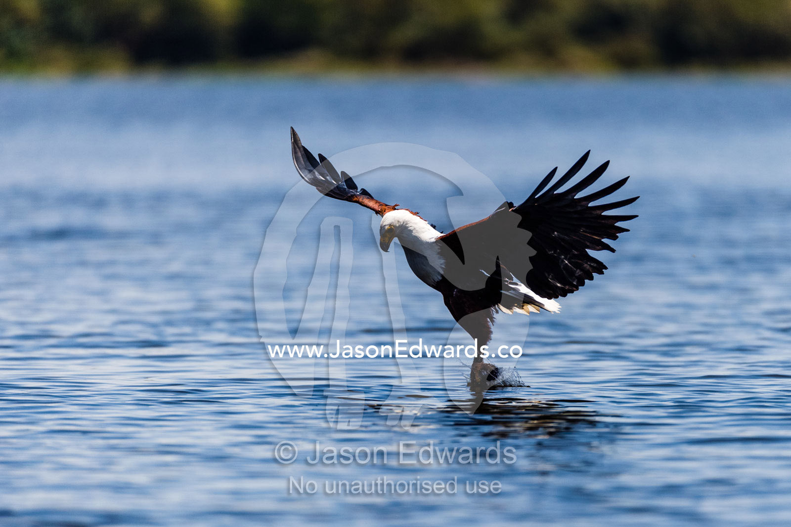 An African Fish Eagle snatches a fish from the surface of a freshwater lake with it's long talons. Lake Naivasha, Nakuru County, Great Rift Valley, Kenya.