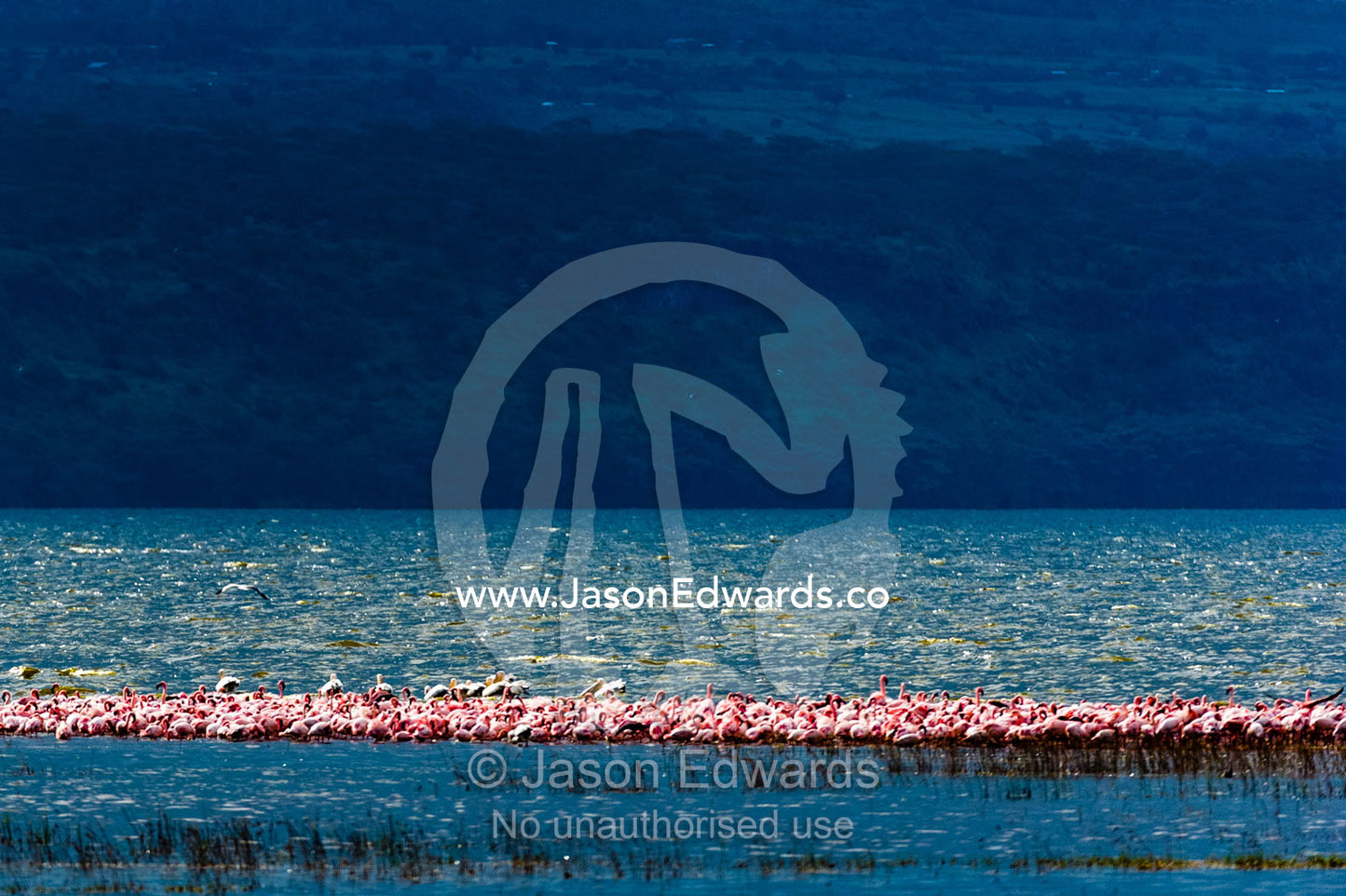 An enormous flock of Lesser Flamingo feeding in the shallows of a lake during a storm. Lake Naivasha, Nakuru County, Great Rift Valley, Kenya.