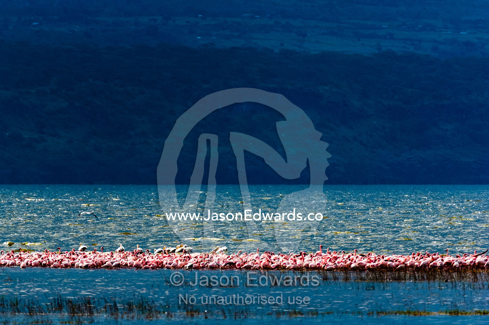 An enormous flock of Lesser Flamingo feeding in the shallows of a lake during a storm. Lake Naivasha, Nakuru County, Great Rift Valley, Kenya.