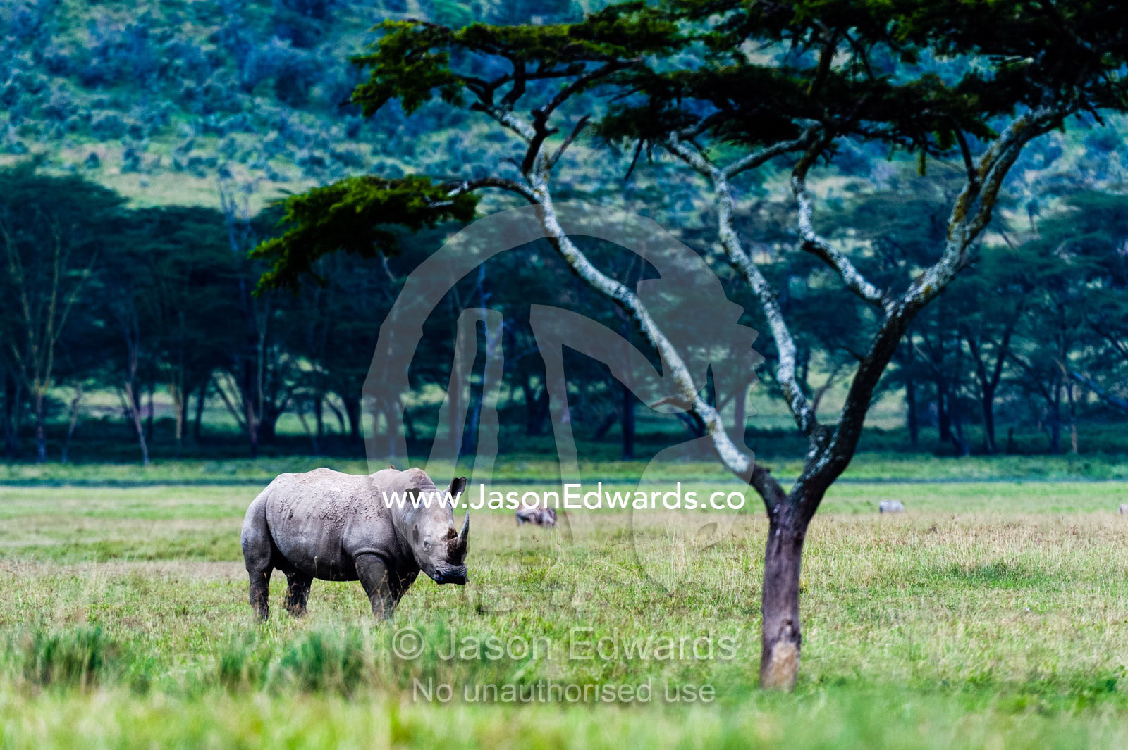 A solitary White Rhinocerous grazing on the short grasses of the savannah plain. Lake Naivasha, Nakuru County, Great Rift Valley, Kenya.
