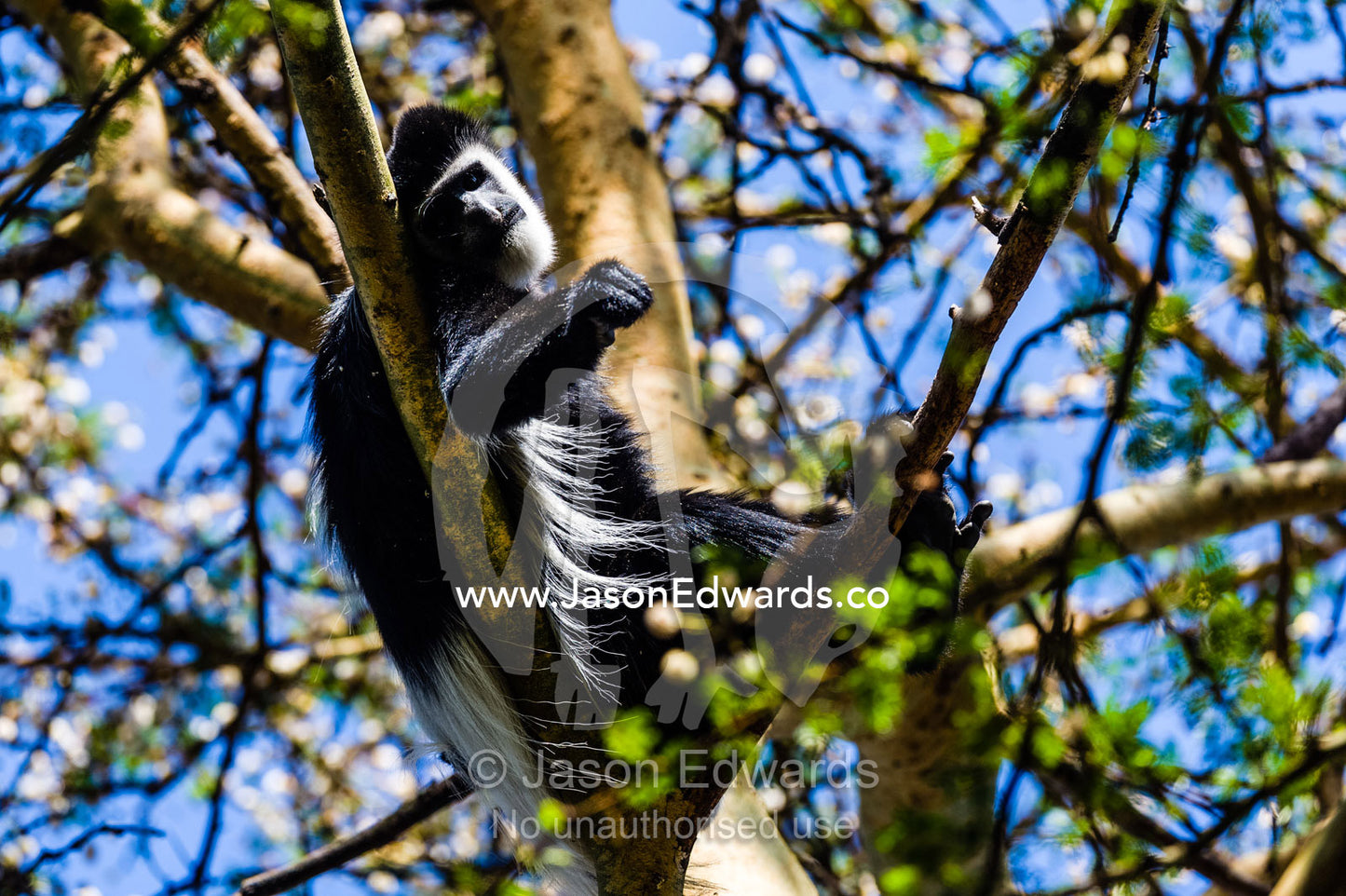 A Black and White Colobus relaxing on a branch in the canopy of an acacia tree. Lake Naivasha, Nakuru County, Great Rift Valley, Kenya.
