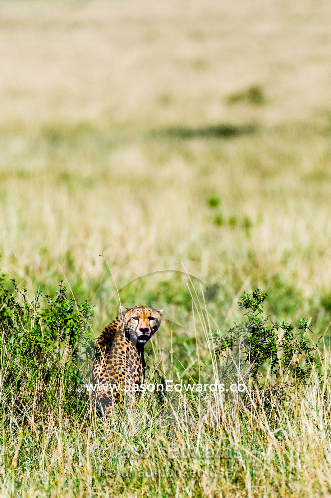 A female Cheetah looks over her shoulder from the grasslands of the savannah plain. Maasai Mara National Reserve, Narok County, Kenya.