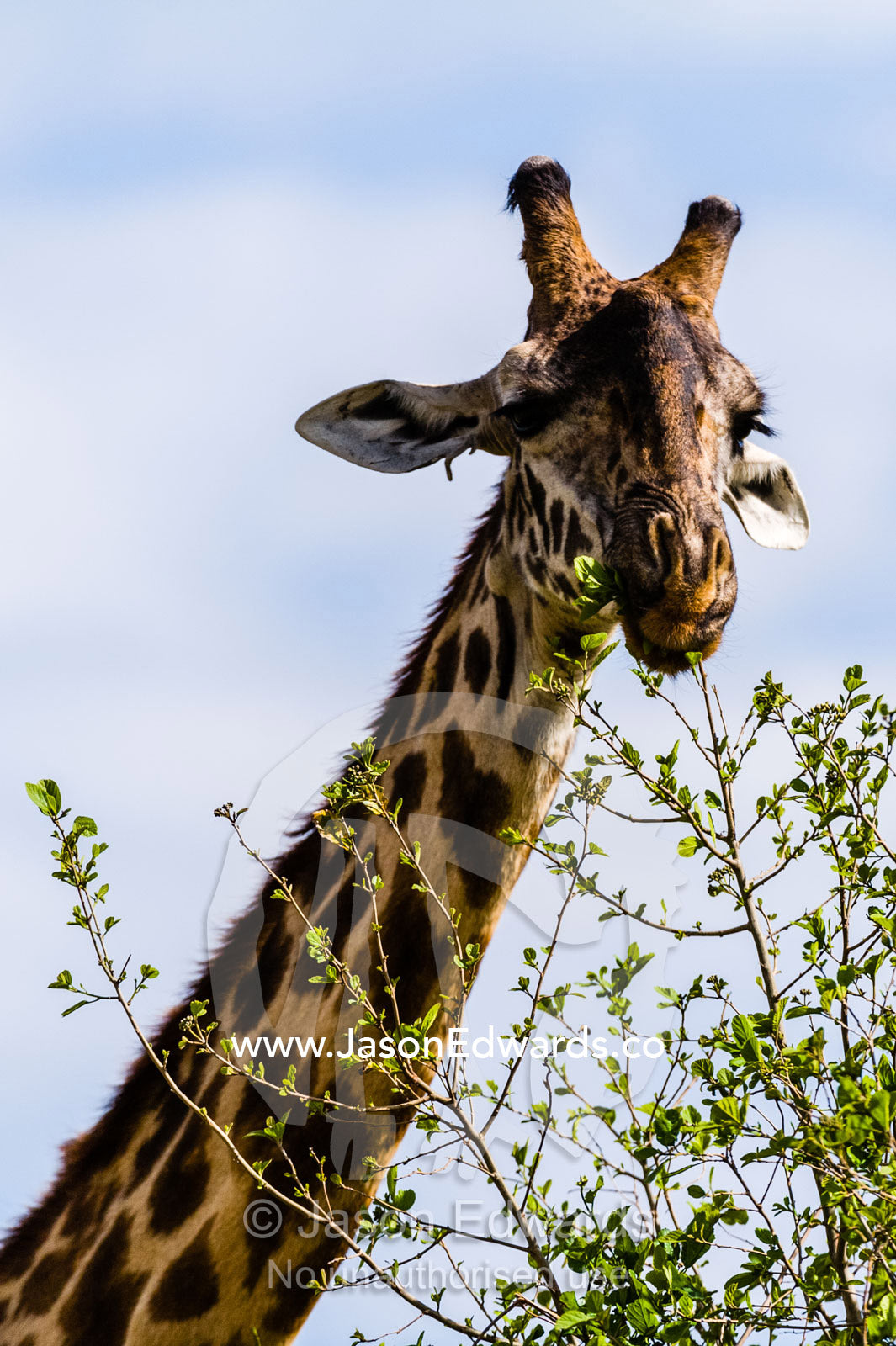 A Maasai Giraffe grazing on the new leaf shoots sprouting from  the tips of tree branches. Maasai Mara National Reserve, Narok County, Kenya.