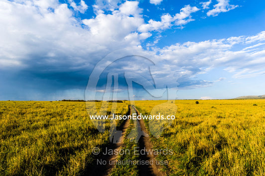 A set of 4wd vehicle tracks disappear across a savannah plain towards the horizon at sunset. Maasai Mara National Reserve, Narok County, Kenya.
