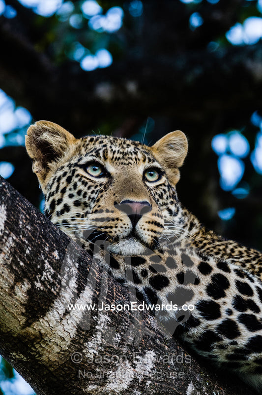 An African Leopard stares intently at animals grazing on the savannah plain from it's roost on a tree branch. Maasai Mara National Reserve, Narok County, Kenya.