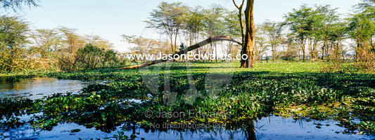A dense mat of invasive Water Hyacinth choking the surface of a freshwater lake. Lake Naivasha, Nakuru County, Great Rift Valley, Kenya.