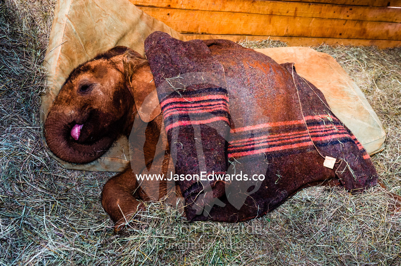 An orphaned African Elephant calf sleeping beneath a blanket in a bed of straw in a wildlife shelter barn. David Sheldrick Wildlife Trust, Nairobi, Kenya.