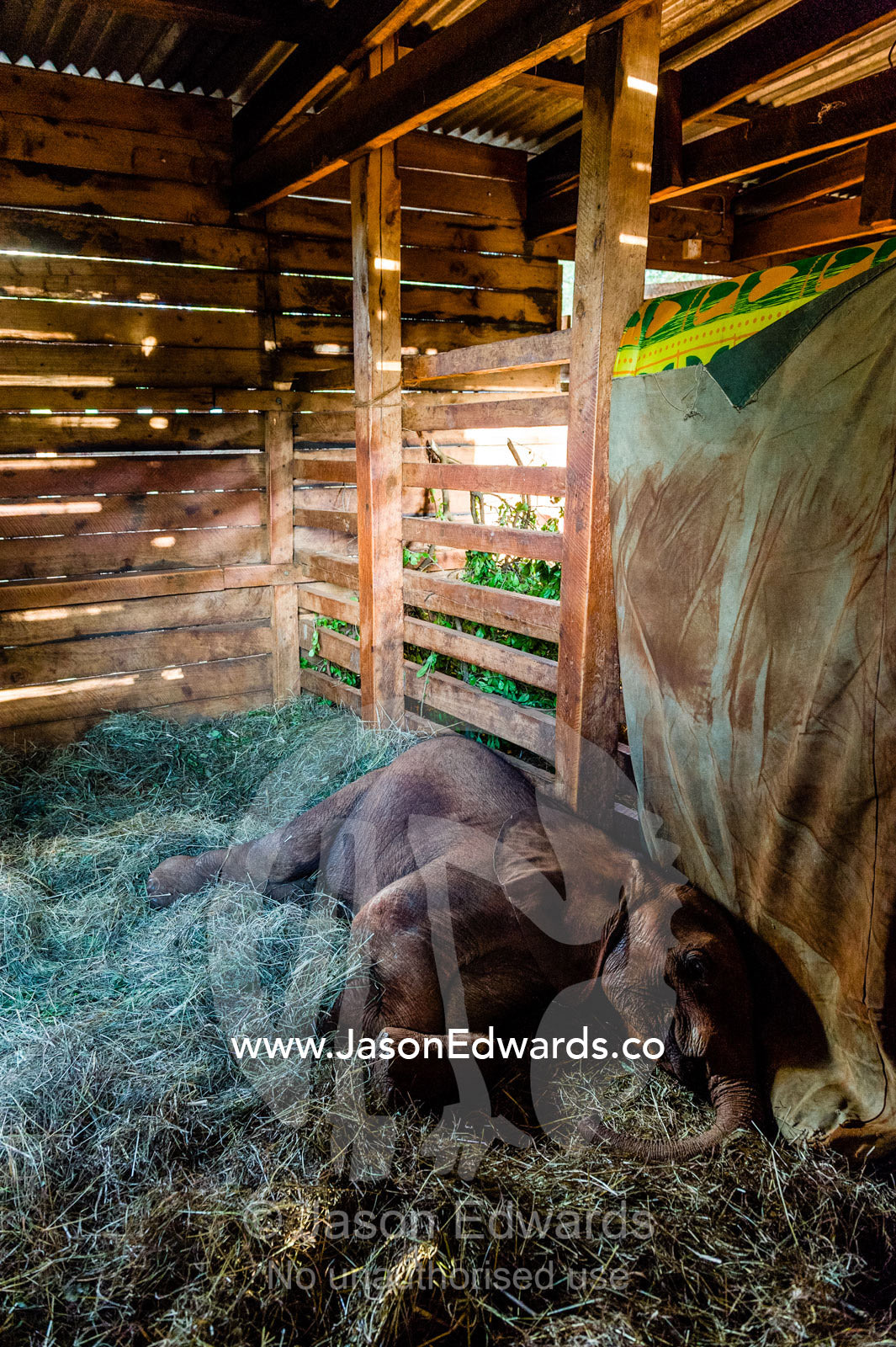 An orphaned African Elephant calf sleeping in a bed of straw in wildlife shelter barn. David Sheldrick Wildlife Trust, Nairobi, Kenya.