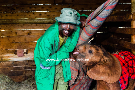 A wildlife carer sleeping in a wildlife shelter barn with an orphaned African Elephant calf. David Sheldrick Wildlife Trust, Nairobi, Kenya.