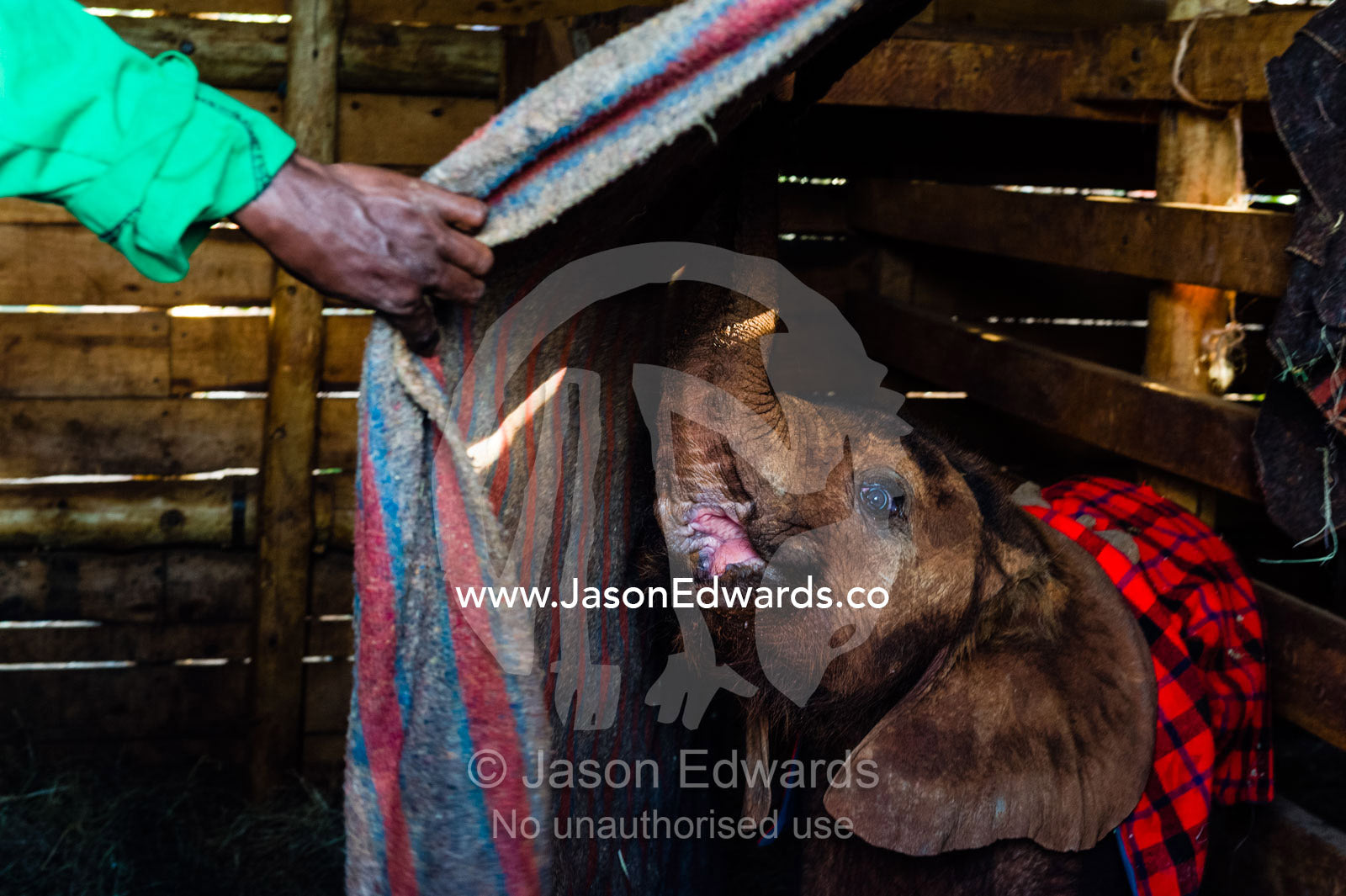 A wildlife carer sleeping in a wildlife shelter barn with an orphaned African Elephant calf. David Sheldrick Wildlife Trust, Nairobi, Kenya.