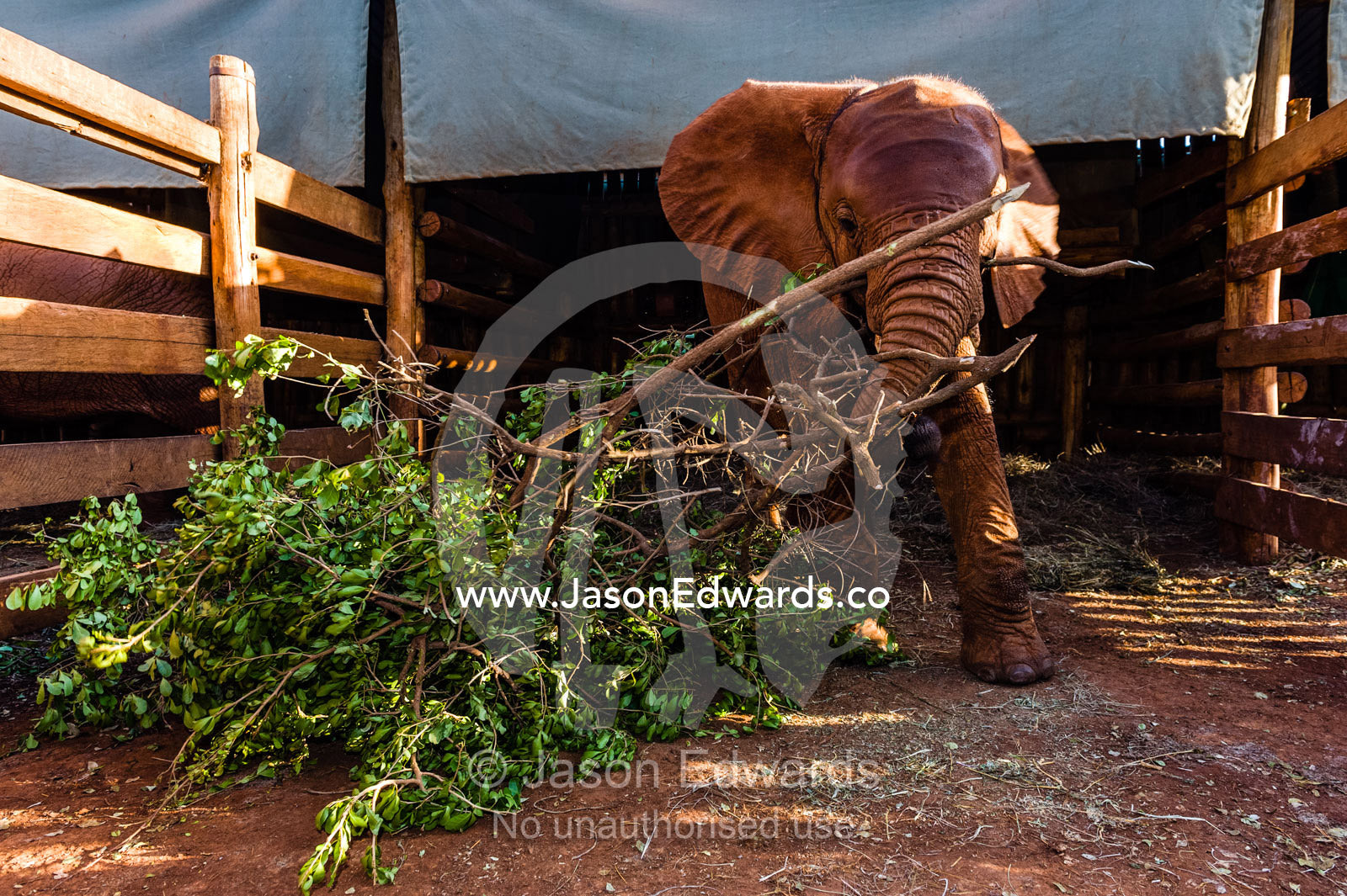 An orphaned African Elephant calf feeding on a tree branch and leaves in a wildlife shelter corral. David Sheldrick Wildlife Trust, Nairobi, Kenya.