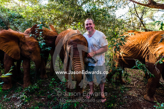 A man engages with orphaned African Elephant calves at a wildlife rescue centre. David Sheldrick Wildlife Trust, Nairobi, Kenya.