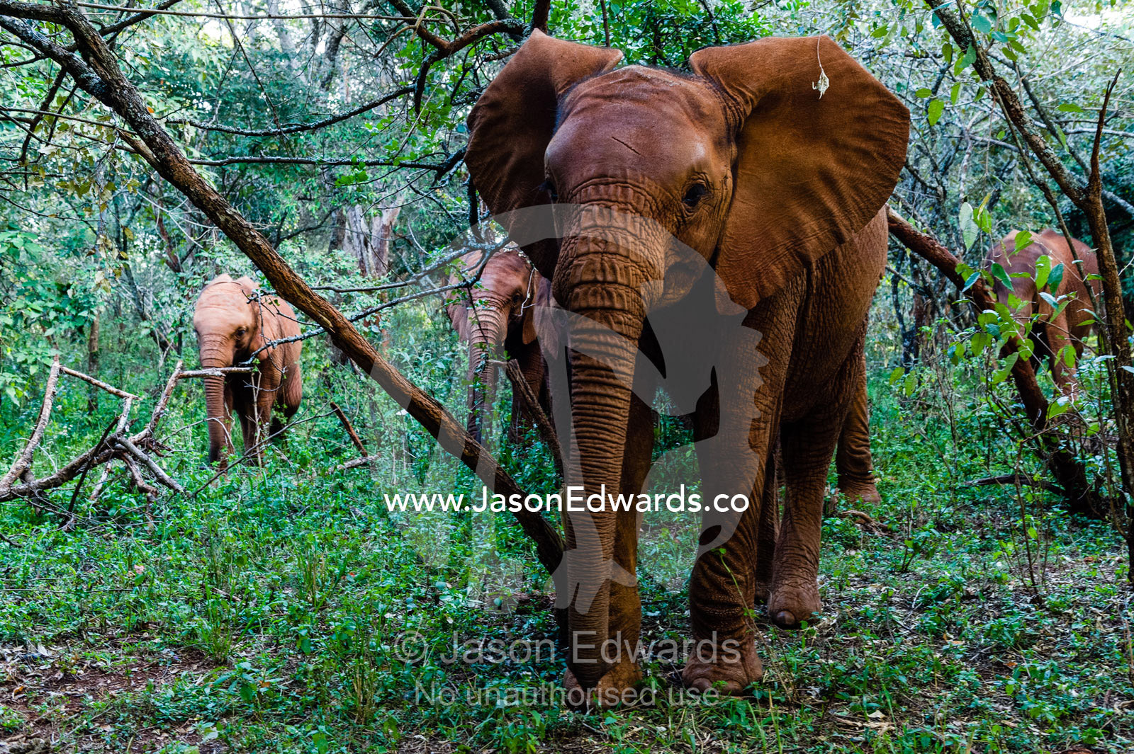 A herd of orphaned African Elephant calves exploring a forest at a wildlife shelter. David Sheldrick Wildlife Trust, Nairobi, Kenya.
