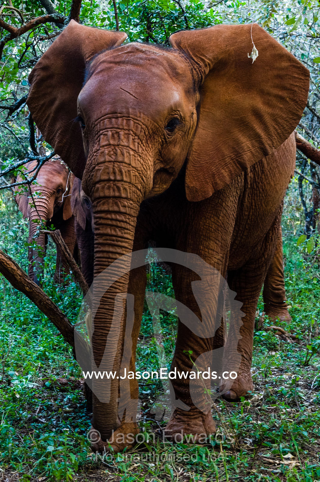 A herd of orphaned African Elephant calves exploring a forest at a wildlife shelter. David Sheldrick Wildlife Trust, Nairobi, Kenya.
