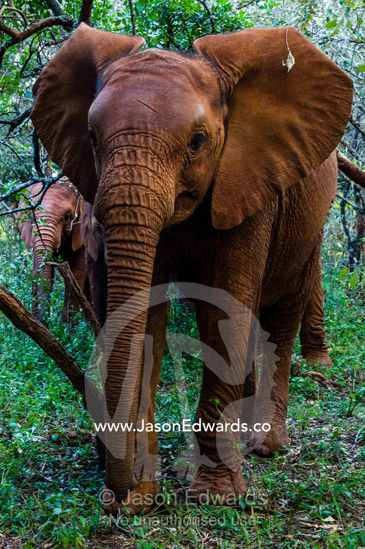 A herd of orphaned African Elephant calves exploring a forest at a wildlife shelter. David Sheldrick Wildlife Trust, Nairobi, Kenya.