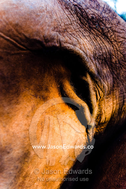 The gaping ear hole of an orphaned African Elephant. David Sheldrick Wildlife Trust, Nairobi, Kenya.