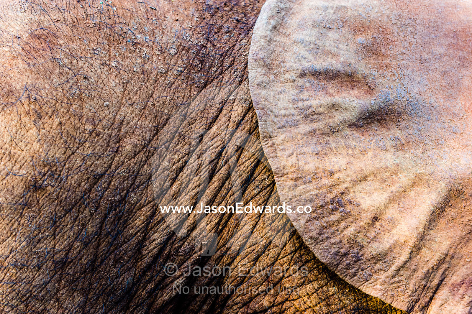 The wrinkled and leathery skin on an orphaned African Elephant calf hide and ear flap. David Sheldrick Wildlife Trust, Nairobi, Kenya.