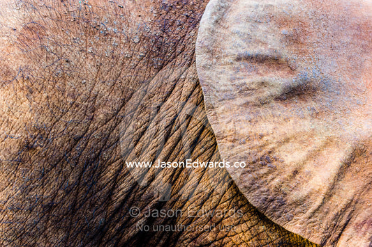 The wrinkled and leathery skin on an orphaned African Elephant calf hide and ear flap. David Sheldrick Wildlife Trust, Nairobi, Kenya.