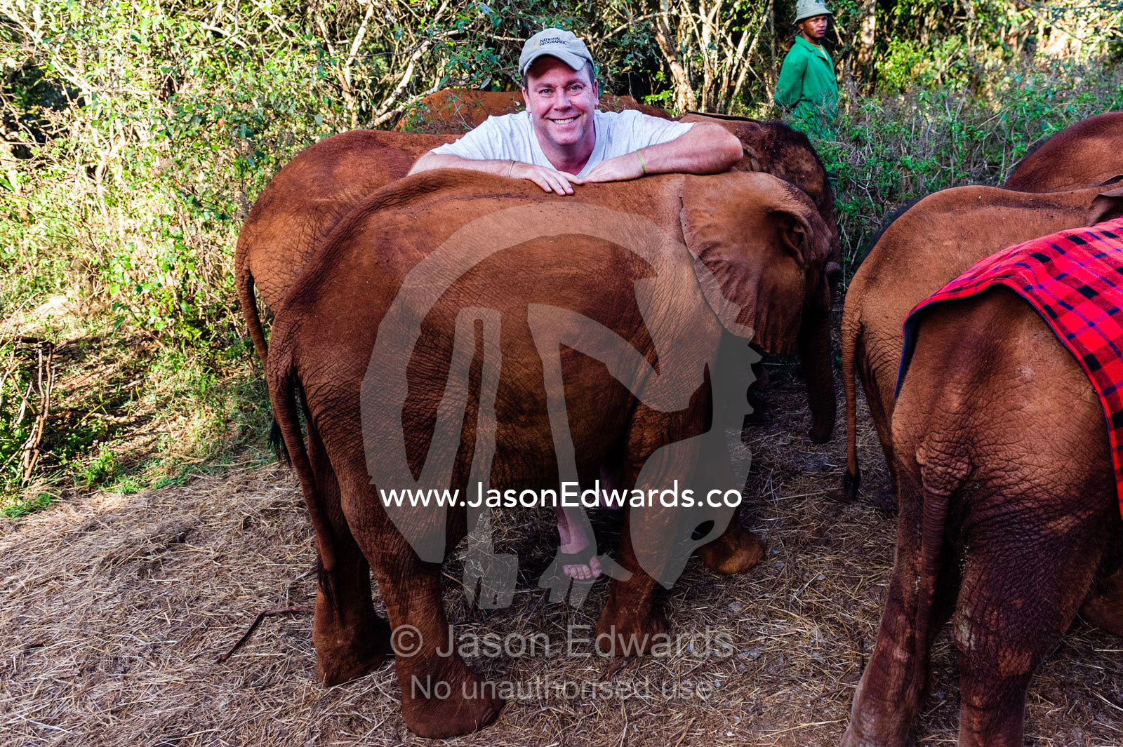A man engaging with orphaned African Elephant calves at a wildlife rescue centre. David Sheldrick Wildlife Trust, Nairobi, Kenya.