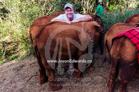 A man engaging with orphaned African Elephant calves at a wildlife rescue centre. David Sheldrick Wildlife Trust, Nairobi, Kenya.