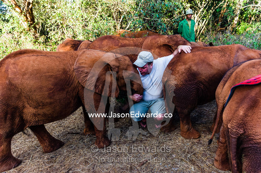 A man engaging with orphaned African Elephant calves at a wildlife rescue centre. David Sheldrick Wildlife Trust, Nairobi, Kenya.