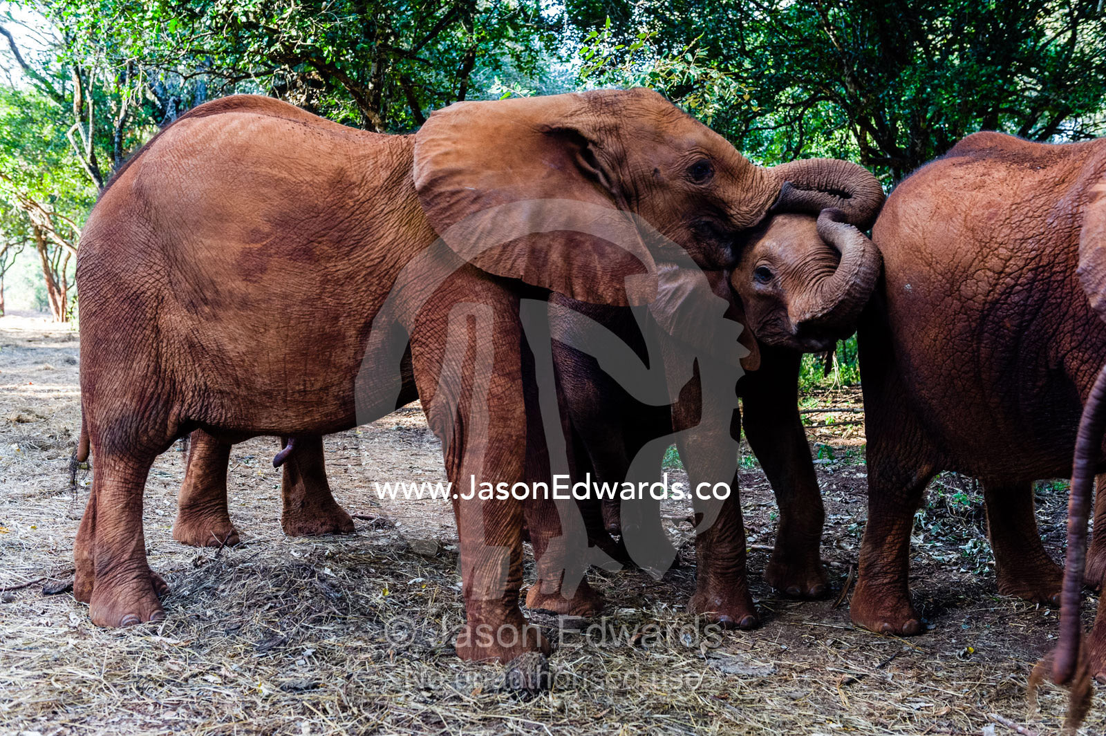 A herd of orphaned African Elephant calves gather in a forest at a wildlife shelter. David Sheldrick Wildlife Trust, Nairobi, Kenya.