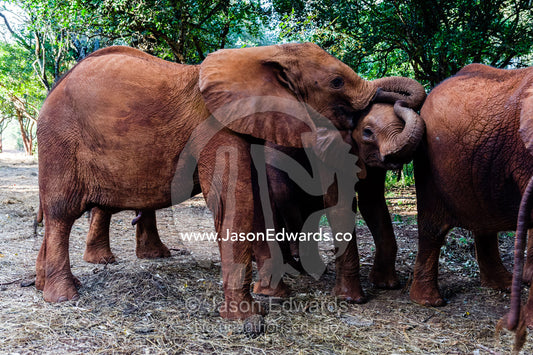 A herd of orphaned African Elephant calves gather in a forest at a wildlife shelter. David Sheldrick Wildlife Trust, Nairobi, Kenya.