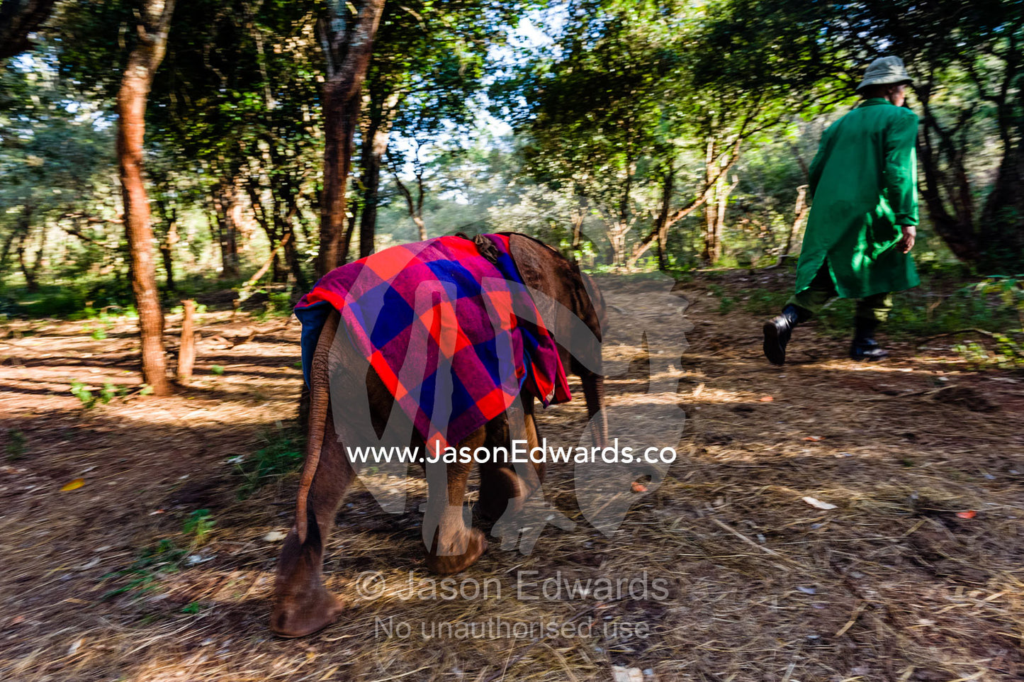 An orphaned African Elephant with a sleeping blanket follows a carer through the forest. David Sheldrick Wildlife Trust, Nairobi, Kenya.