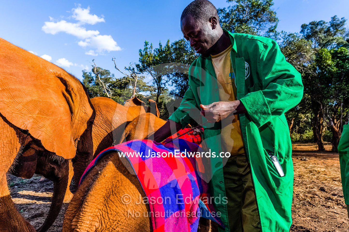 A wildlife carer places a blanket on an orphaned African Elephant calf to keep it warm. David Sheldrick Wildlife Trust, Nairobi, Kenya.