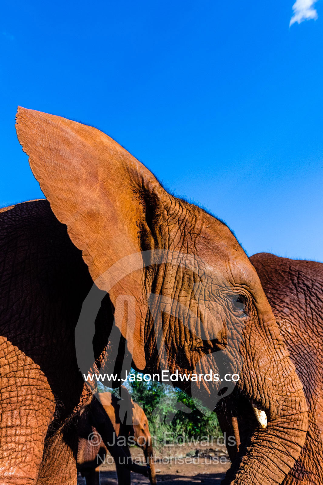 An orphaned African Elephant calf flapping it's ear to stay cool. David Sheldrick Wildlife Trust, Nairobi, Kenya.