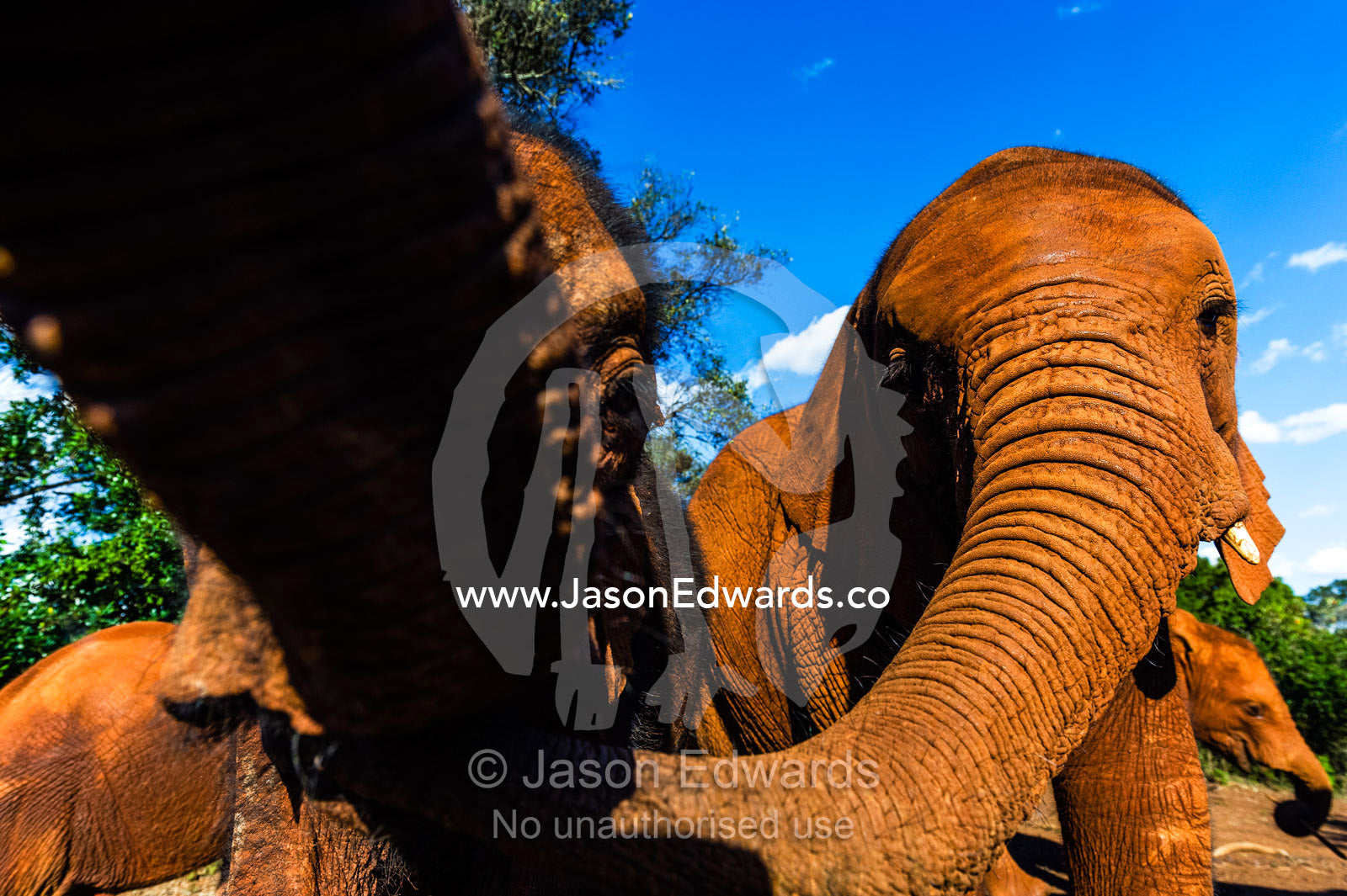 An orphaned African Elephant calf smelling the photographers camera with the tip of its trunk. David Sheldrick Wildlife Trust, Nairobi, Kenya.