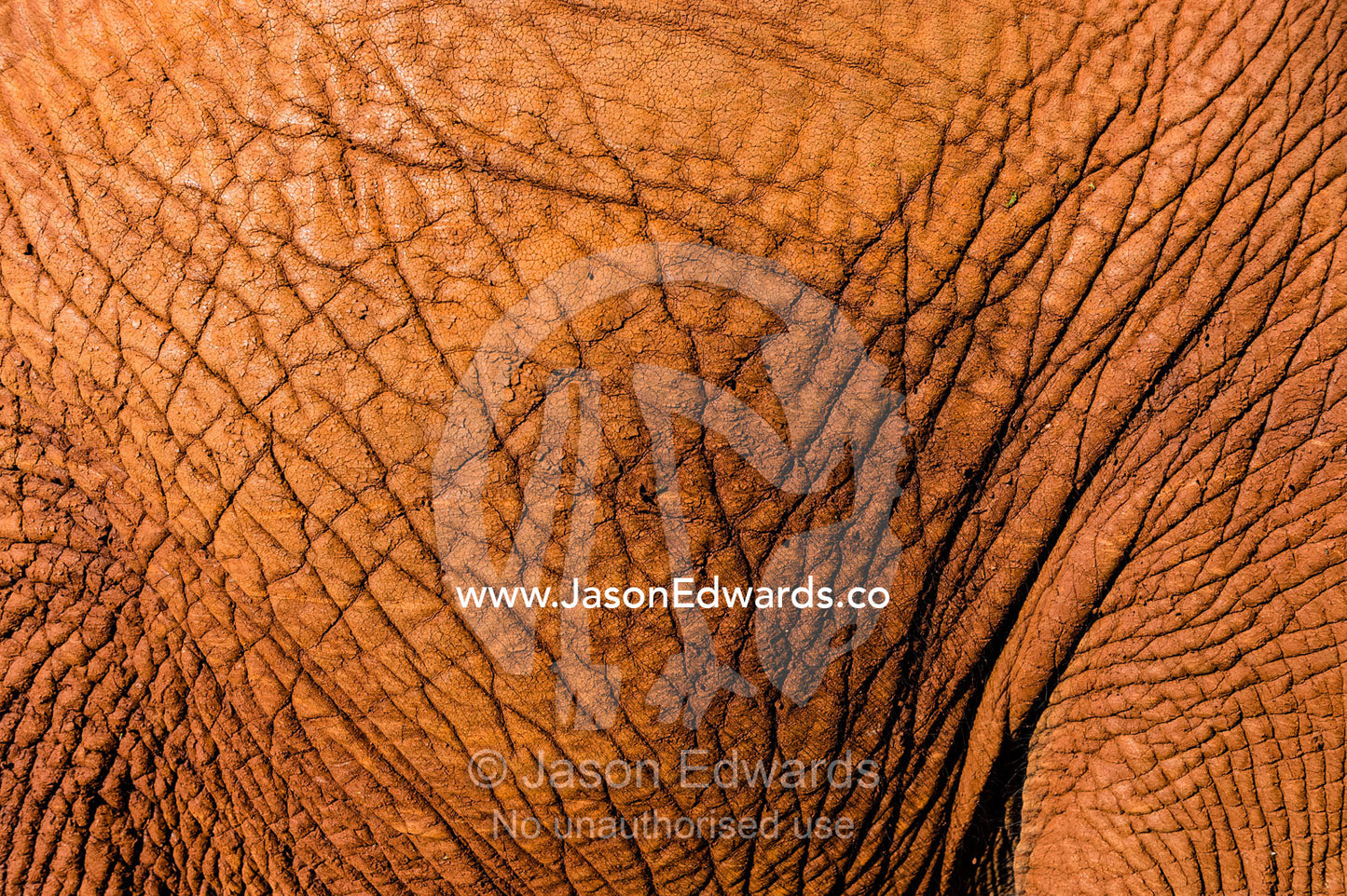 The wrinkled and leathery skin on an orphaned African Elephant calf hide. David Sheldrick Wildlife Trust, Nairobi, Kenya.