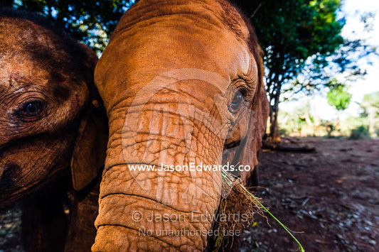 The wrinkled and leathery skin on an orphaned African Elephant's face. David Sheldrick Wildlife Trust, Nairobi, Kenya.