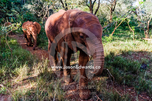 A pair of orphaned African Elephant calves walking along a trail through a wildlife shelter. David Sheldrick Wildlife Trust, Nairobi, Kenya.