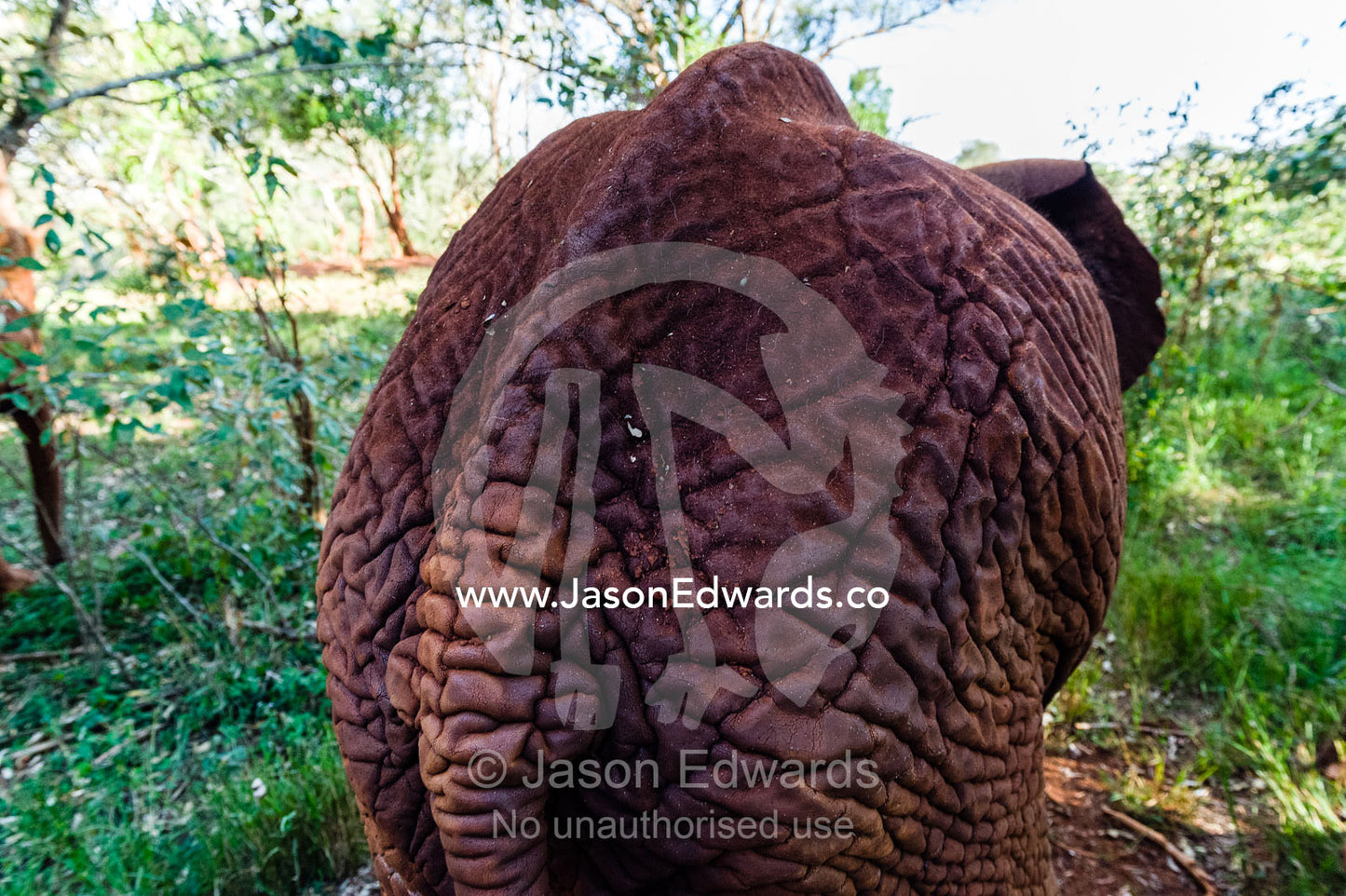 The wrinkled and leathery skin on an orphaned African Elephant calf rump hide. David Sheldrick Wildlife Trust, Nairobi, Kenya.
