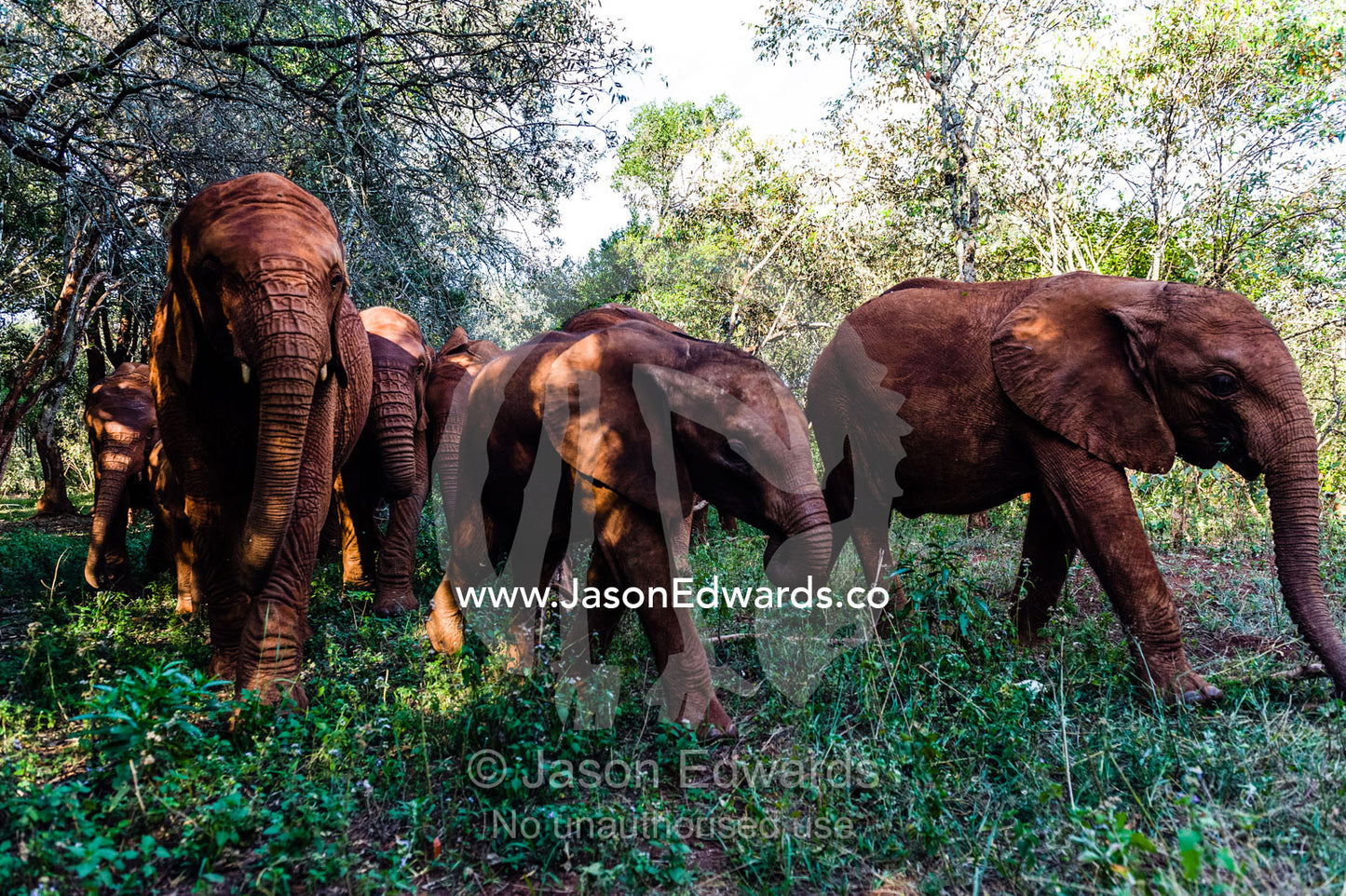A herd of orphaned African Elephant calves exploring a forest at a wildlife shelter. David Sheldrick Wildlife Trust, Nairobi, Kenya.