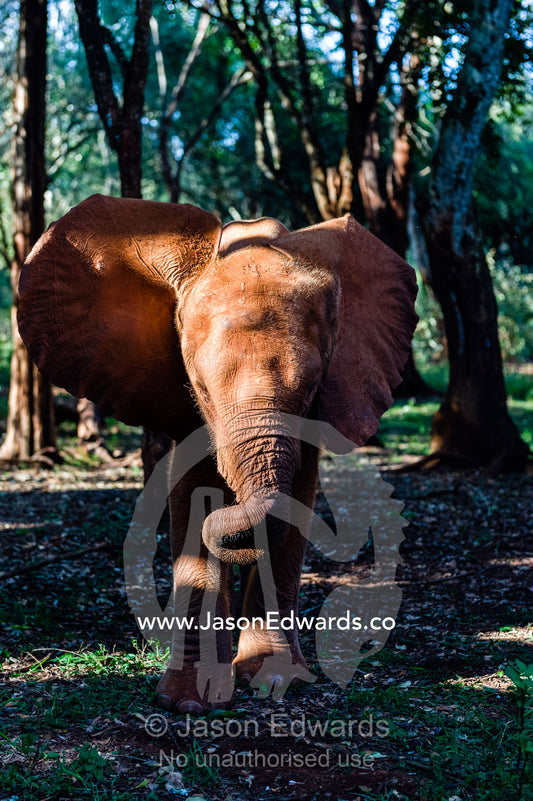 An orphaned African Elephant calf listens to the sounds of the forest in a wildlife shelter. David Sheldrick Wildlife Trust, Nairobi, Kenya.