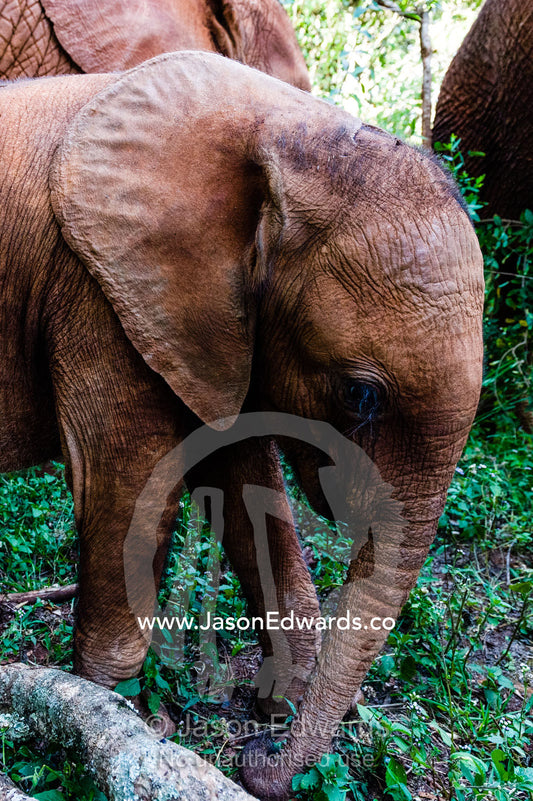 An orphaned African Elephant calf explores a wildlife refuge with its flexible trunk. David Sheldrick Wildlife Trust, Nairobi, Kenya.