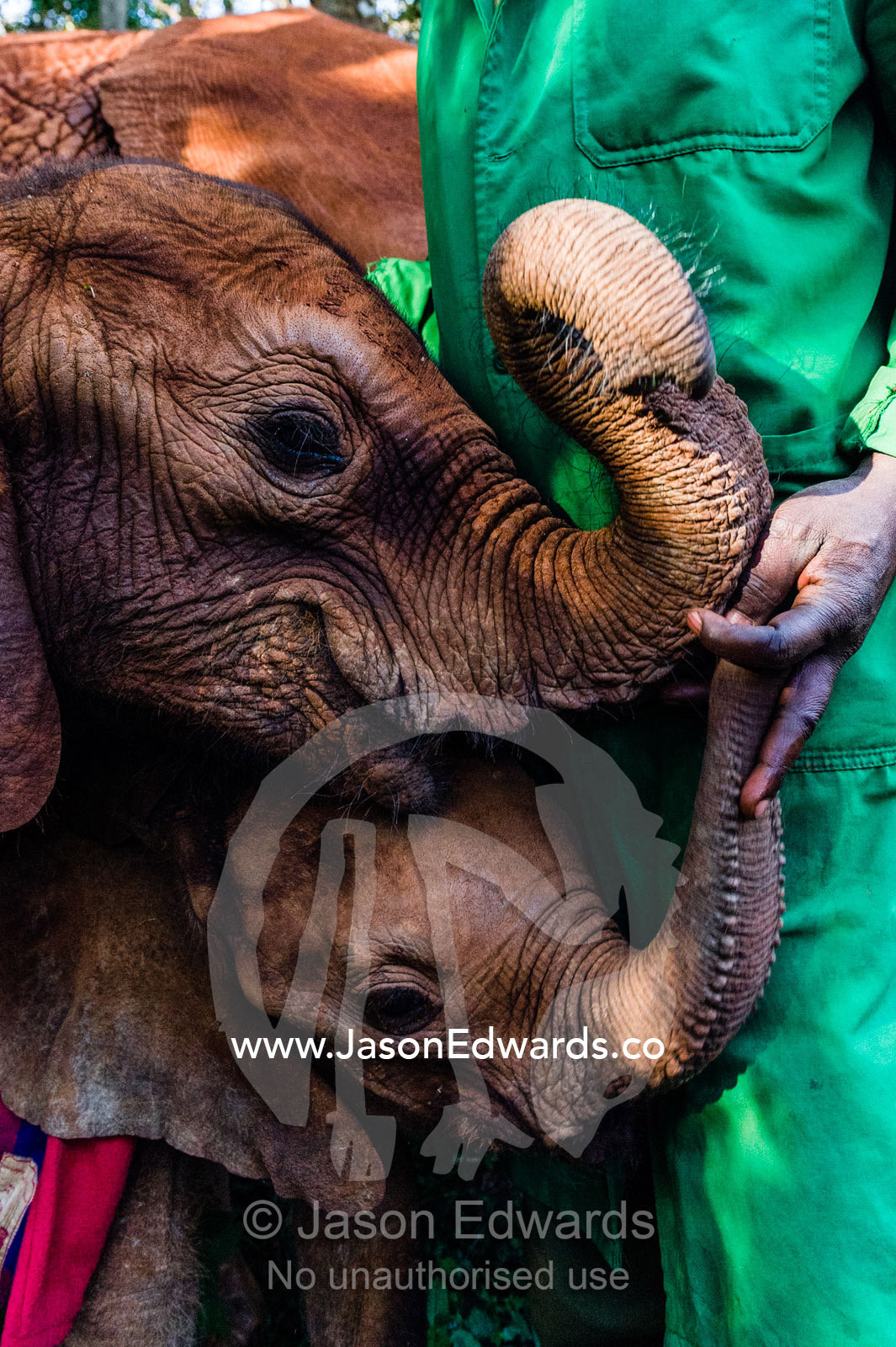 Orphaned African Elephant calves suckle on the fingers of a wildlife carer for comfort and support. David Sheldrick Wildlife Trust, Nairobi, Kenya.