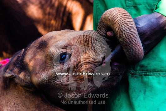 An orphaned African Elephant calf suckles on the fingers of a wildlife carer for comfort. David Sheldrick Wildlife Trust, Nairobi, Kenya.