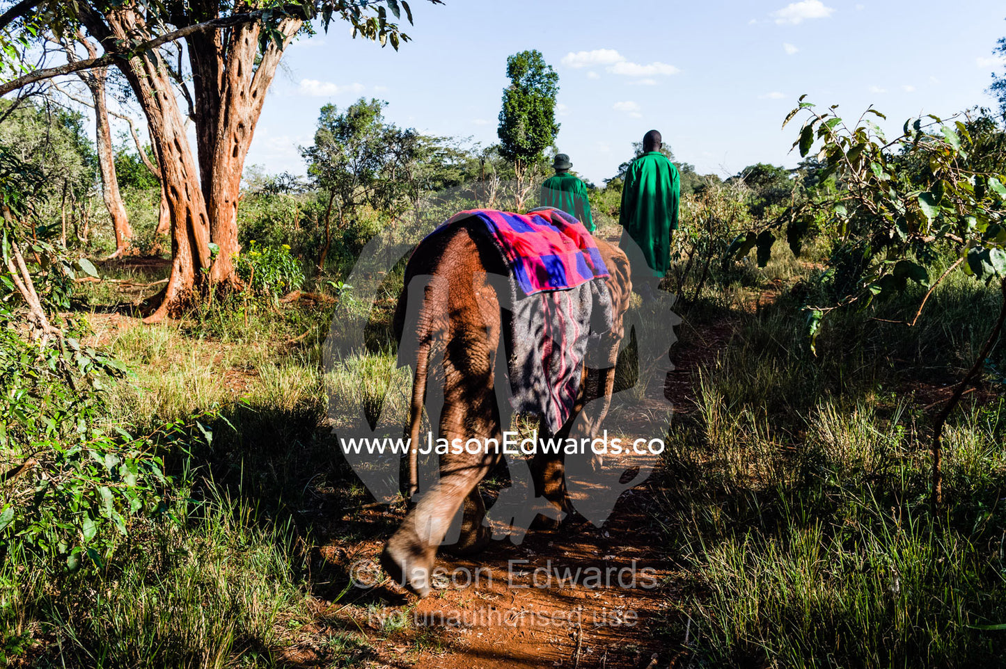 An orphaned African Elephant with a sleeping blanket follows a carer through the forest. David Sheldrick Wildlife Trust, Nairobi, Kenya.
