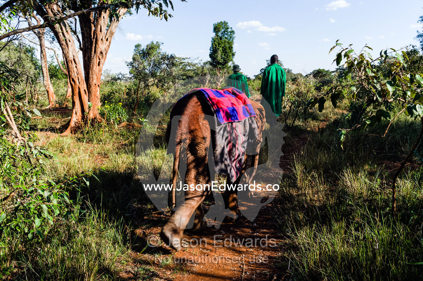 An orphaned African Elephant with a sleeping blanket follows a carer through the forest. David Sheldrick Wildlife Trust, Nairobi, Kenya.