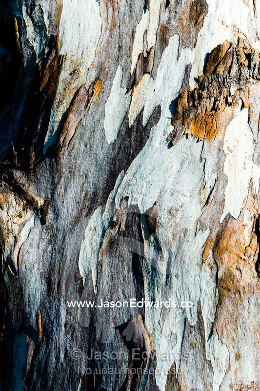 A mosaic of colour and texture patchwork on the bark of a Maiden's Gum tree, Eucalyptus maidenii. Australian War Memorial, Canberra, Australian Capital Territory, Australia.