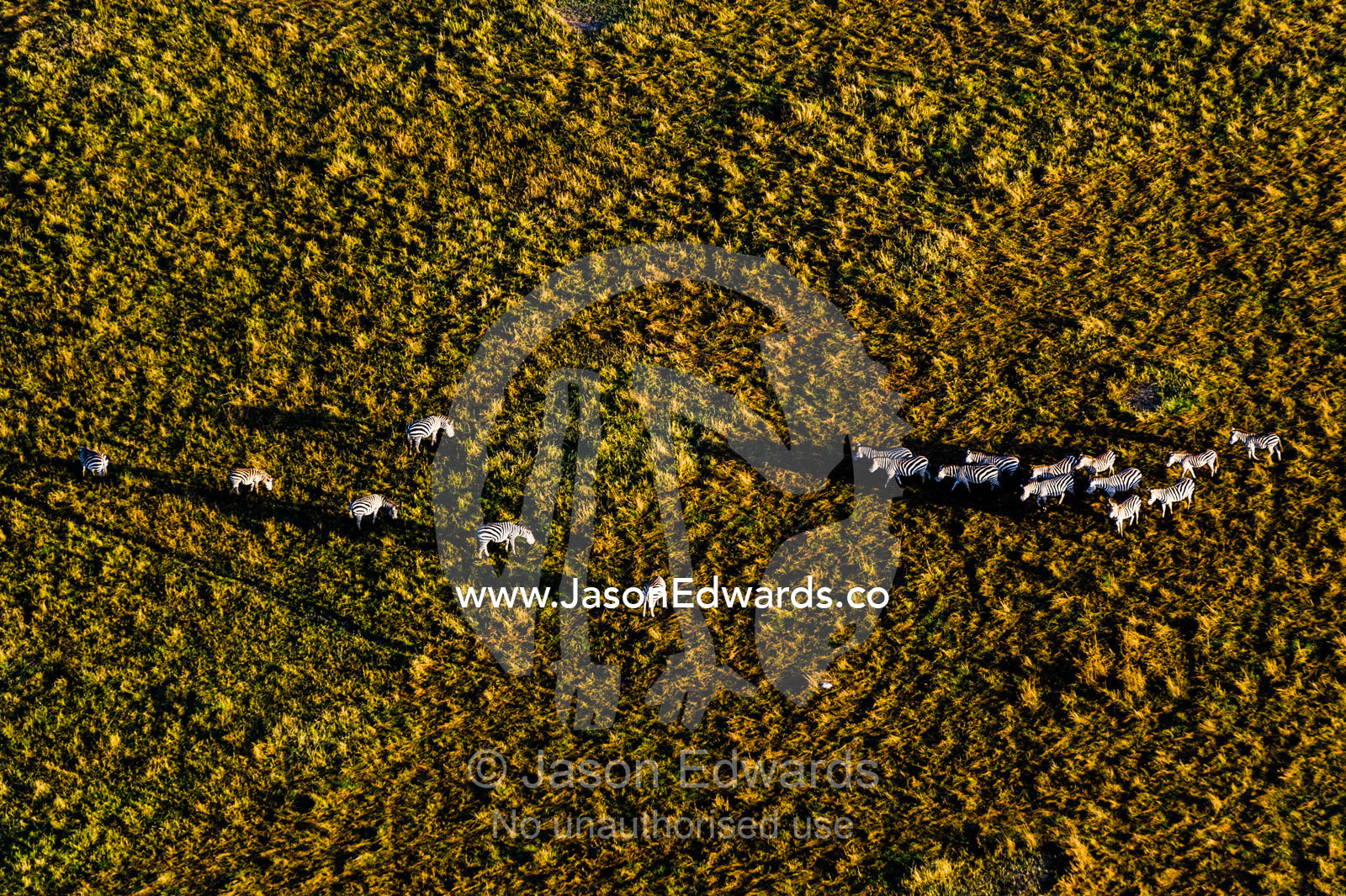 An aerial view of a herd of Grant's Zebra approaching another herd on the savannah plain. Maasai Mara National Reserve, Masai Mara, Narok County, Kenya.
